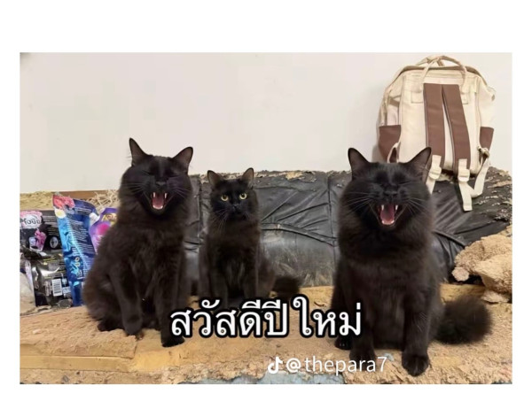 고양이를 잃어버렸는데 찾긴 찾았음