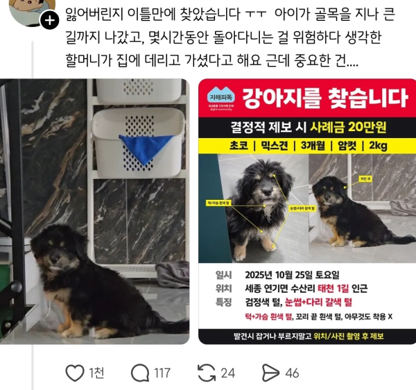 시골에서 실종됐던 강아지가 빡빡이가 돼서 돌아옴
