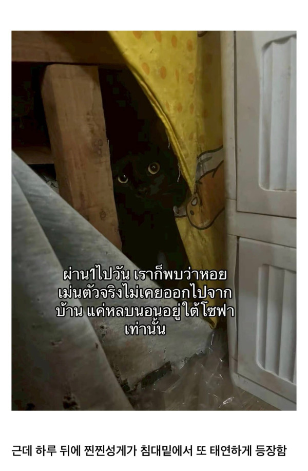 고양이를 잃어버렸는데 찾긴 찾았음