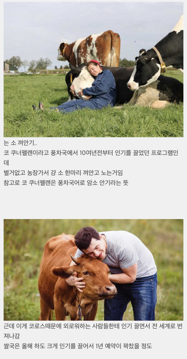 정서적으로 안정을 준다는 소