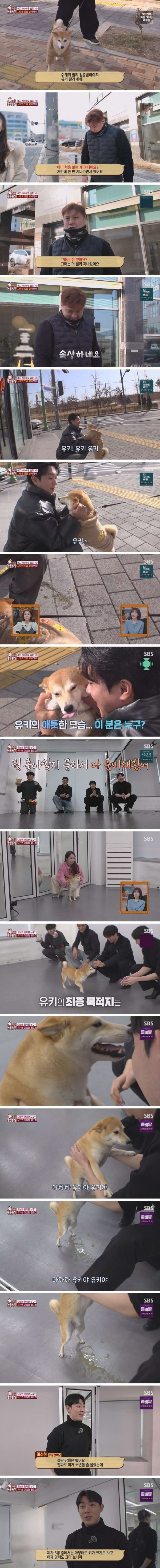 잘생긴 남자만 보면 질질 싸는 시바견