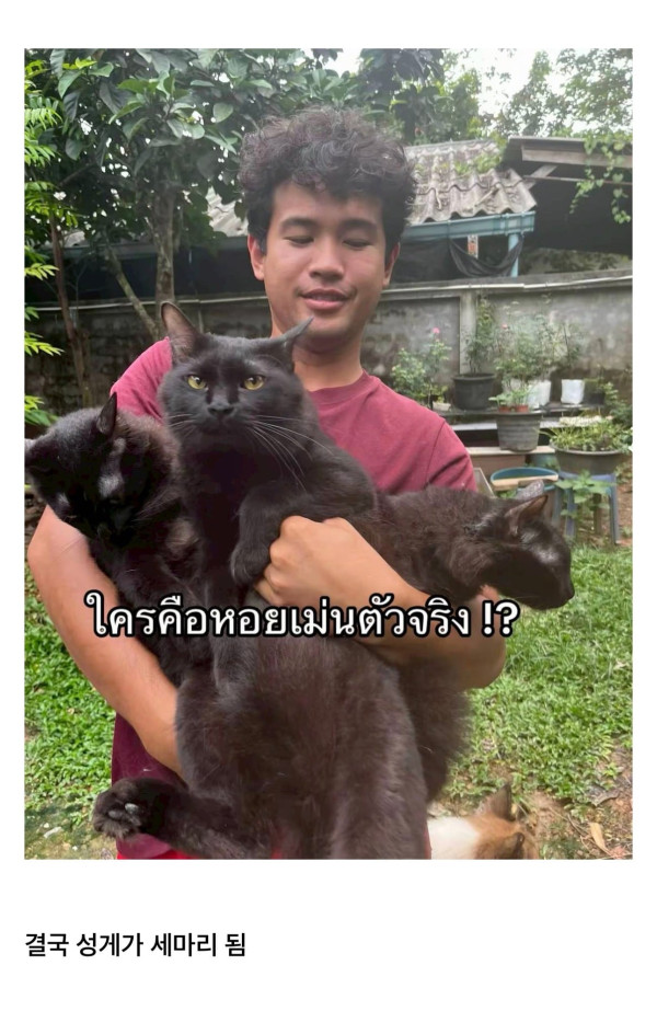 고양이를 잃어버렸는데 찾긴 찾았음