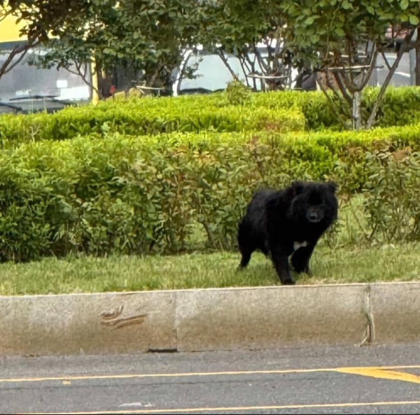 울산에 곰 나왔어요