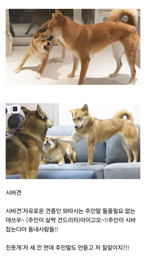 의외로 진돗개와 안맞는다는 견종