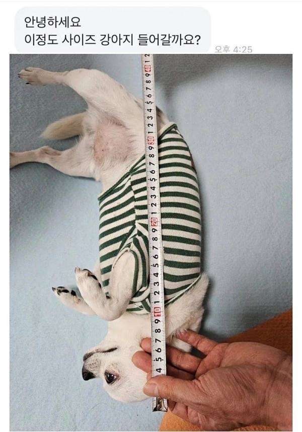 평화로운 당근마켓 근황