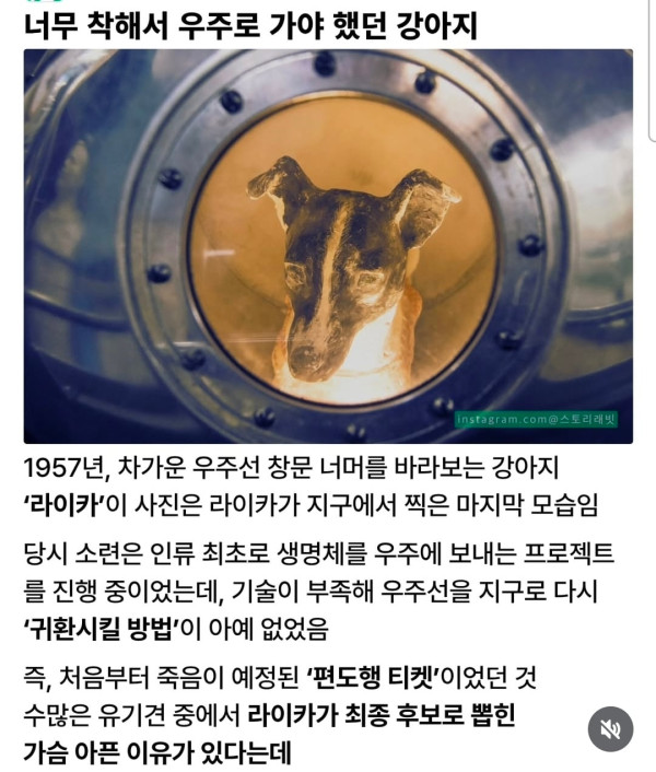 너무 착해서 우주로 가야 했던 강아지