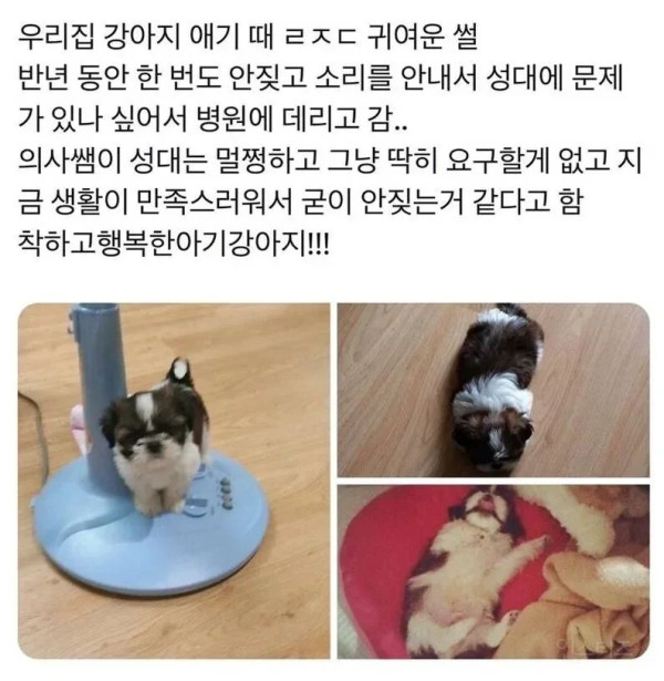 강아지가 반 년 동안 한 번도 안 짖은 이유