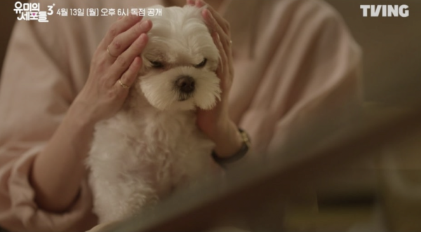 유미의 세포들3 말티즈 비하(?) 논란