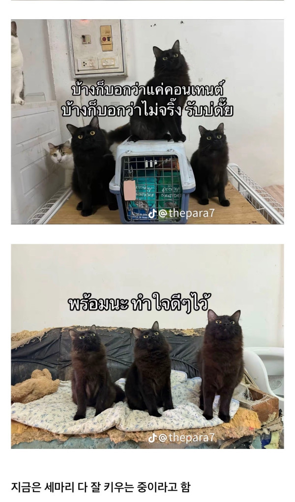 고양이를 잃어버렸는데 찾긴 찾았음