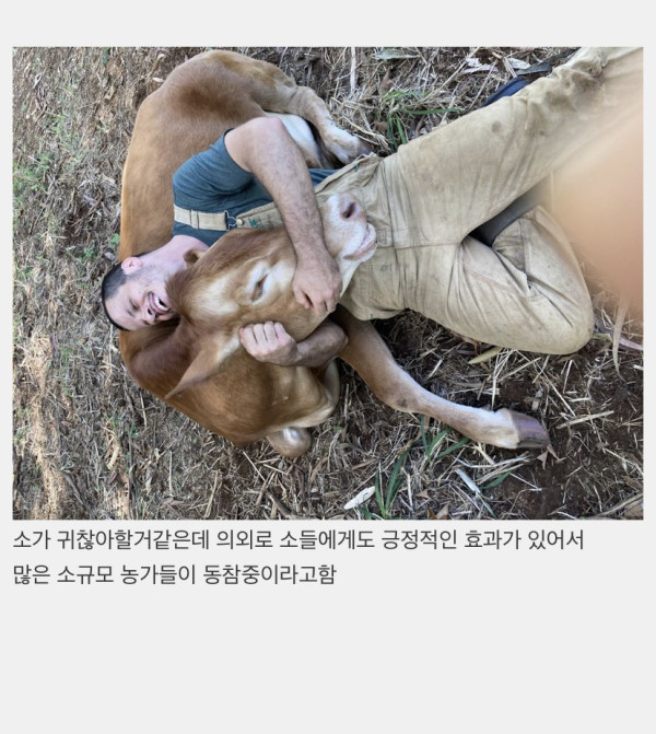 정서적으로 안정을 준다는 소