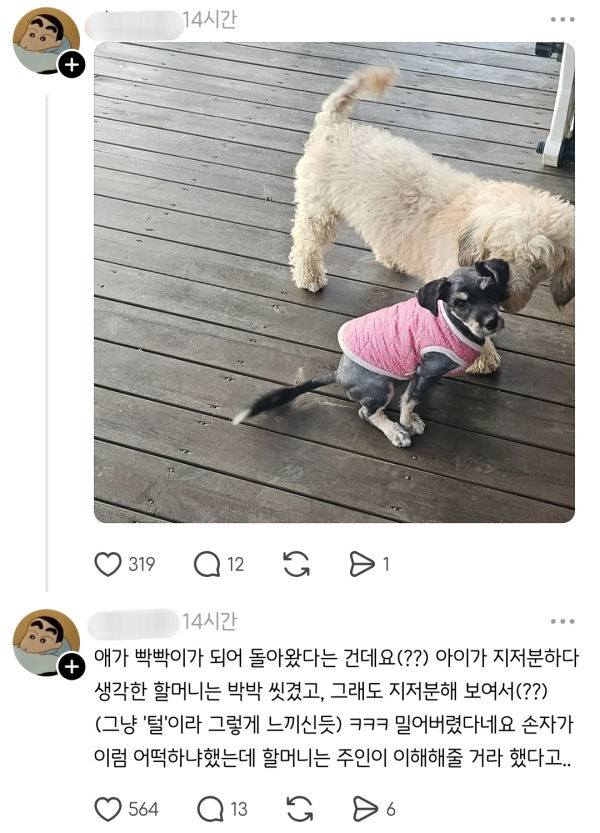 시골에서 실종됐던 강아지가 빡빡이가 돼서 돌아옴