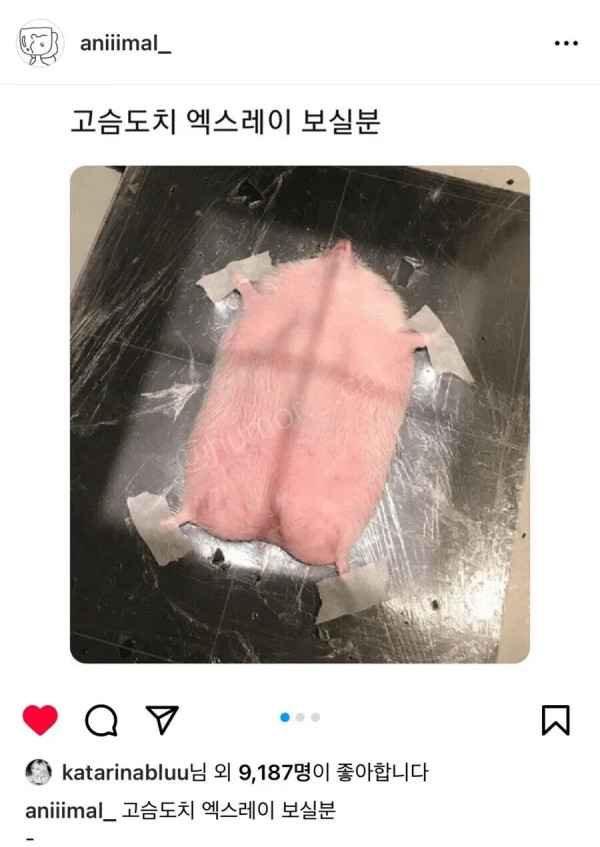 카리나가 좋아요 누른 인스타 글
