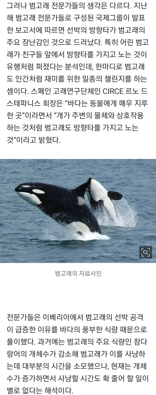 요즘 mz범고래들이 선박을 공격하는 이유