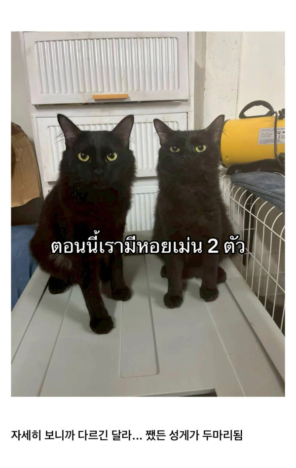 고양이를 잃어버렸는데 찾긴 찾았음