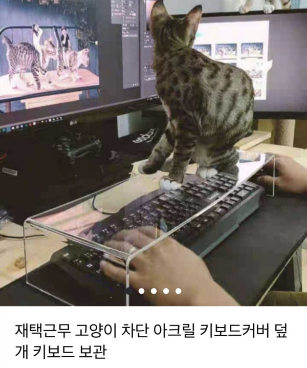 집사한테 꼭 필요한 물건