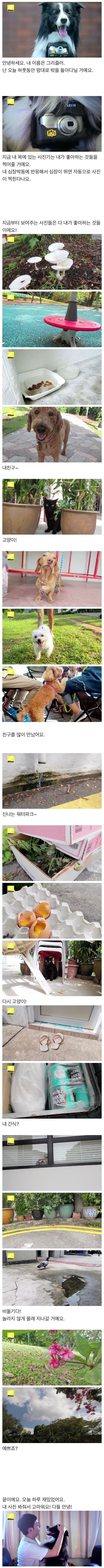 강아지 심장이 뛰면 사진이 찍히는 사진기
