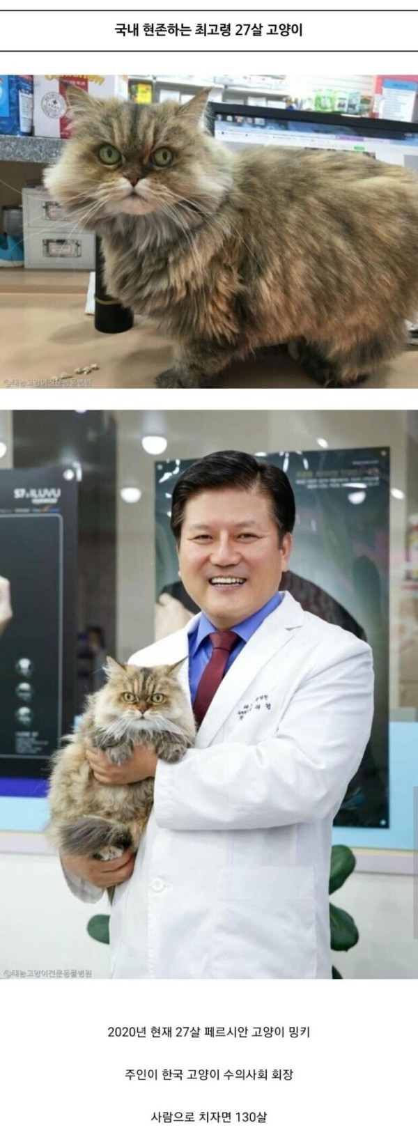 국내 현존하는 최고령 고양이