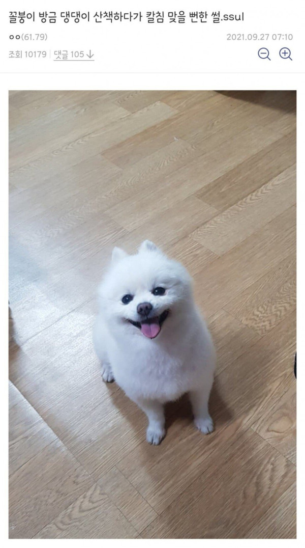 댕댕이 산책시키다 칼 맞을뻔한 디시인