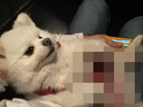순식간에 대형 진돗개에게 물려죽은 반려견
