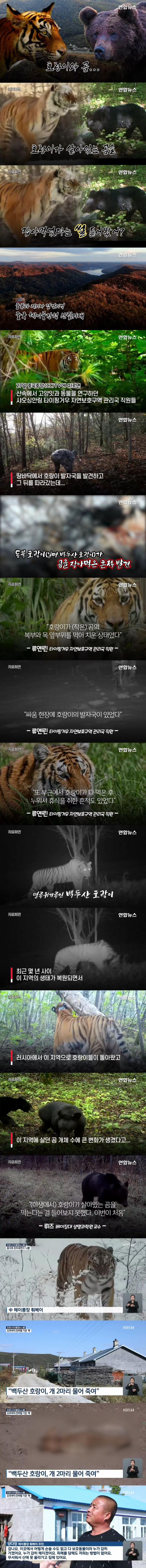 곰을 잡아먹는 동북호랑이