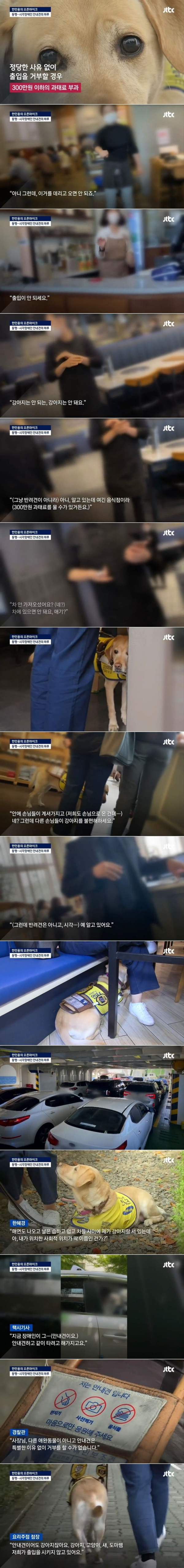 하루에 7번 거절당하는 안내견의 하루