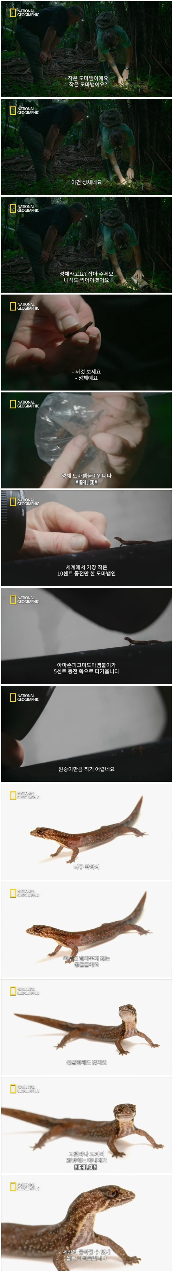 세상에서 가장 작은 도마뱀