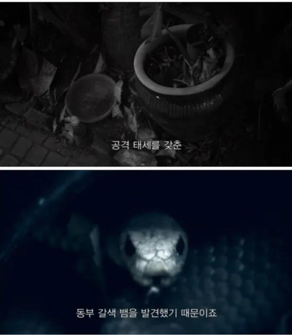 독사에게 물린 남자의 대처법