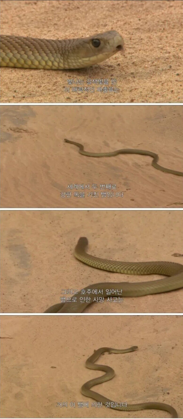 독사에게 물린 남자의 대처법