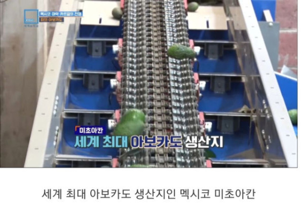 충격과 공포의 멕시코 농민들 근황