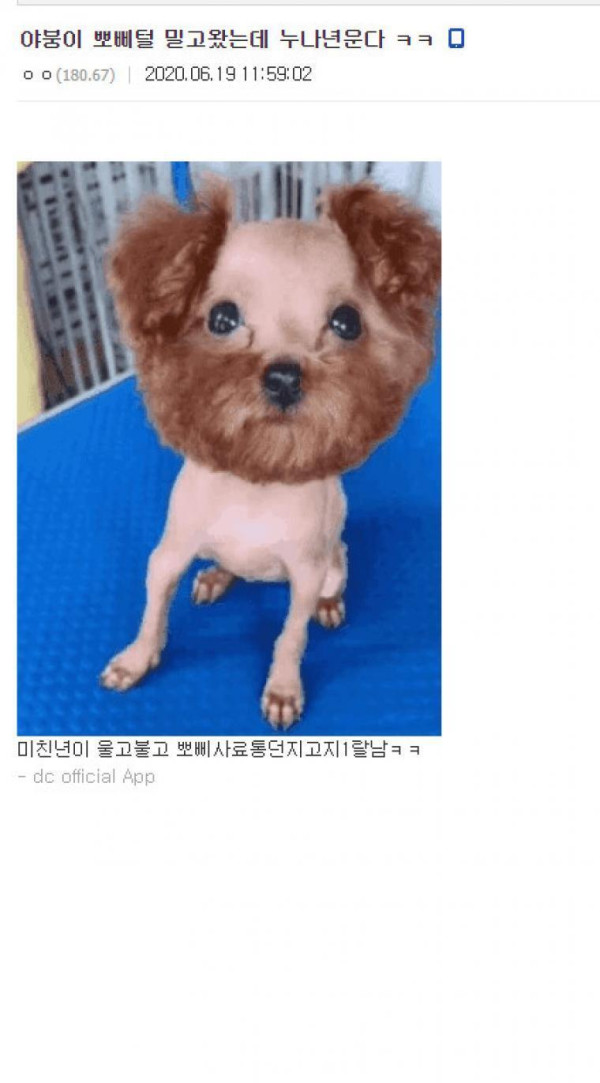 누나를 울린 디시인