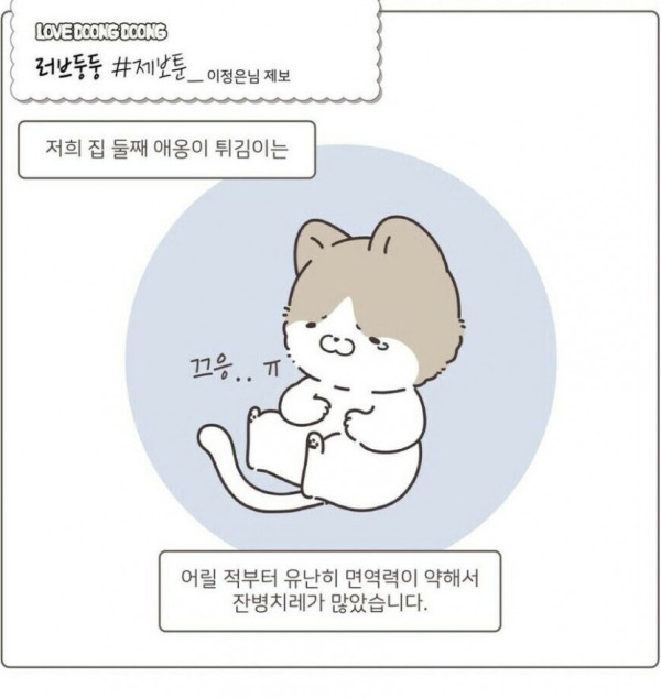 고양이가 화를 내면 나오는 표정