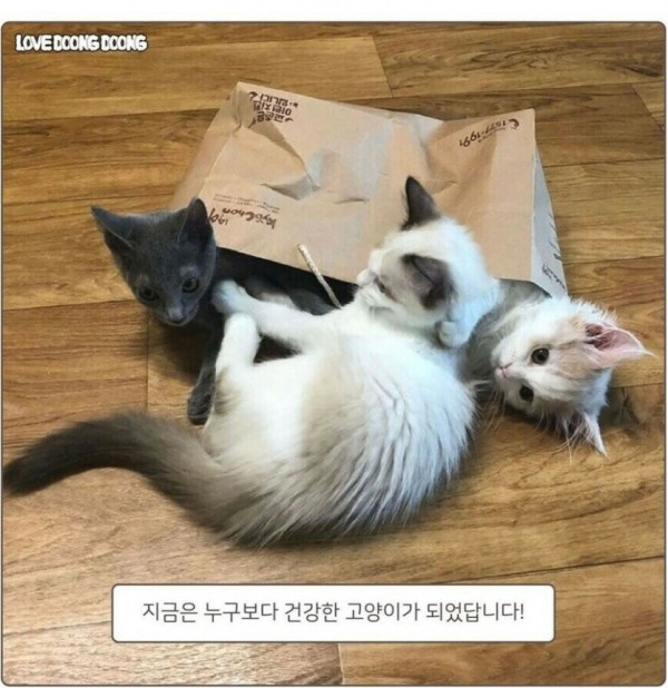 고양이가 화를 내면 나오는 표정