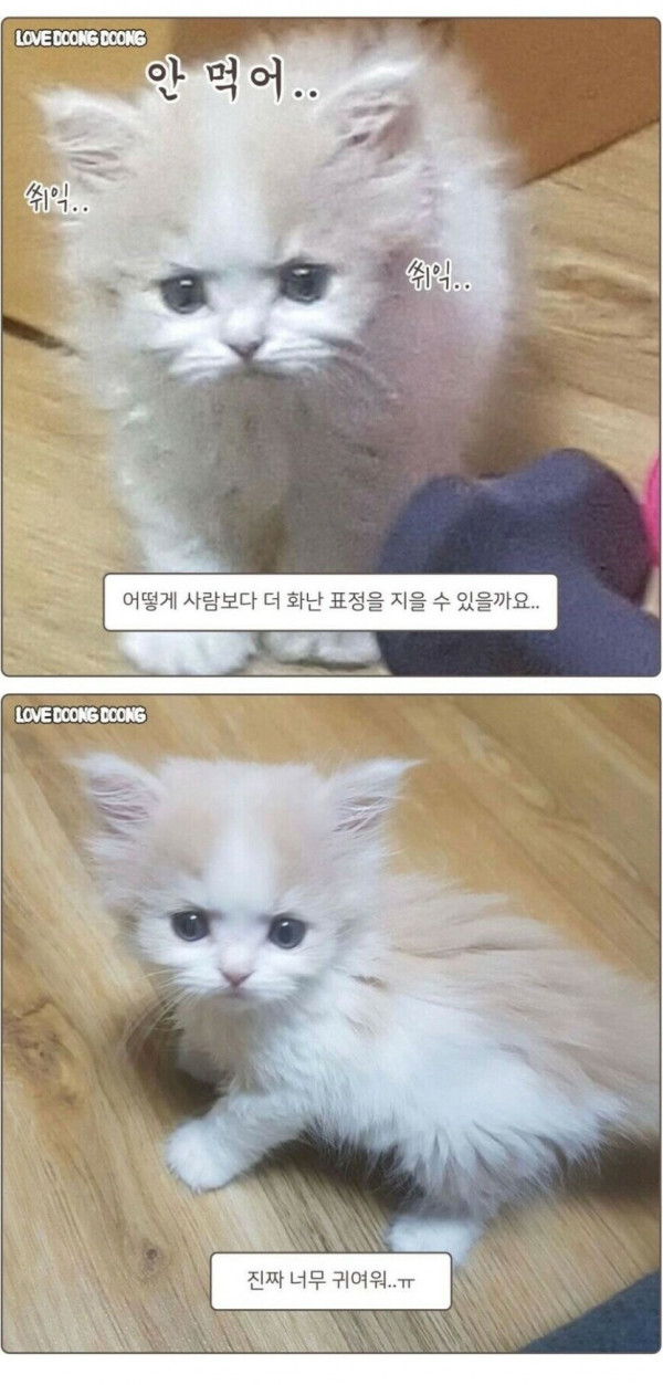 고양이가 화를 내면 나오는 표정