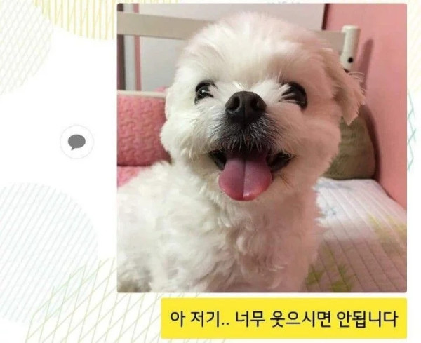 댕댕이 증명사진 찍기