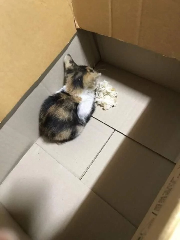 길가다 제차로 죽일뻔한 고양이를 데려왔는데요