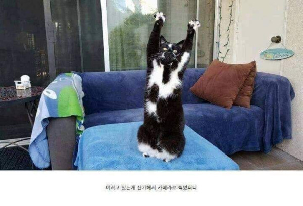 사진 찍으면 이상한 포즈 취하는 고양이 근황