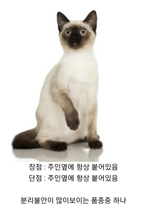 샴 고양이의 장점과 단점