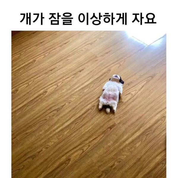 개가 잠을 이상하게 자요