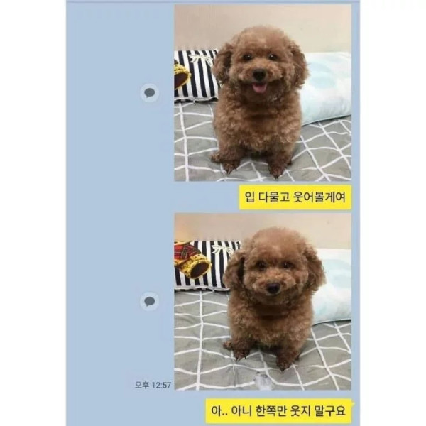 댕댕이 증명사진 찍기