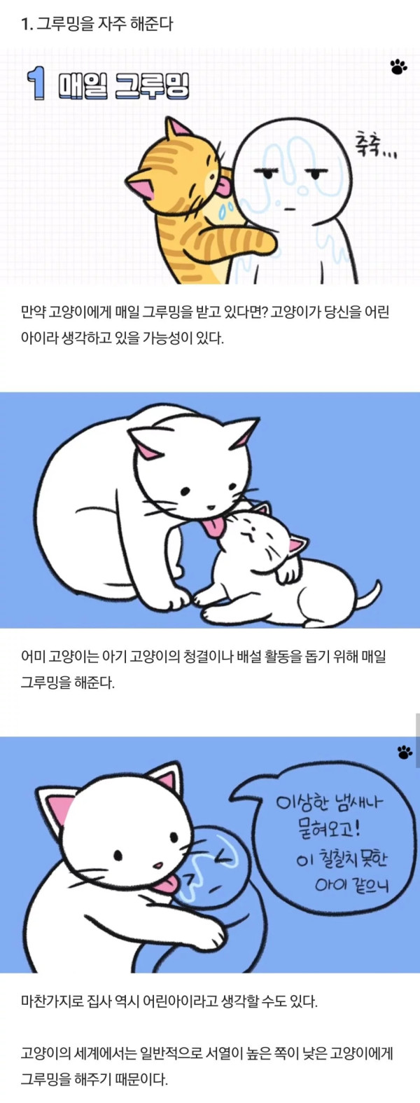고양이가 당신을 아기로 여긴다는 증거
