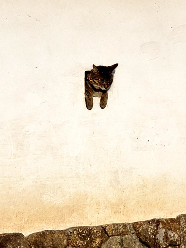 고양이 전용 구멍