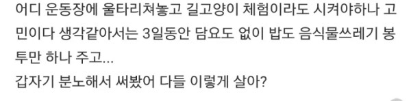 고양이가 이렇게 싹수가 없어도 되는거야?
