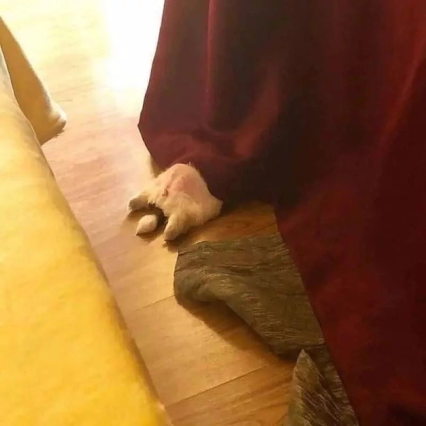 개가 잠을 이상하게 자요