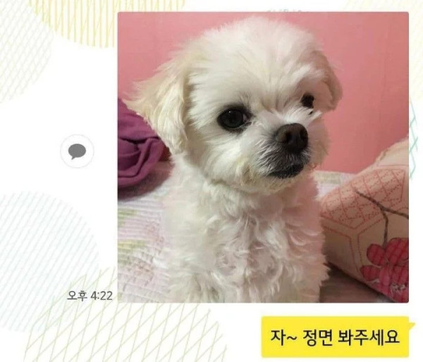 댕댕이 증명사진 찍기