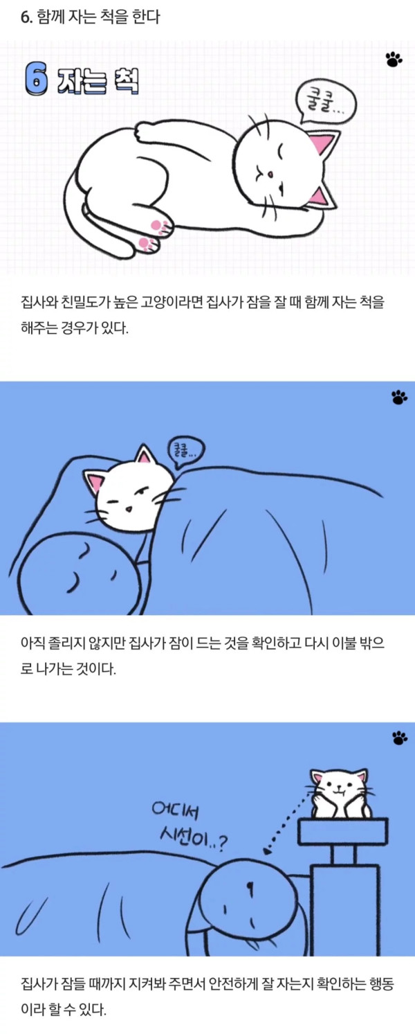 고양이가 당신을 아기로 여긴다는 증거