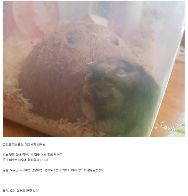 다친 햄스터 직접 수술한 디씨인(약혐)