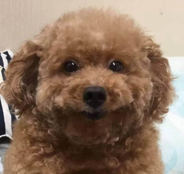 댕댕이 증명사진 찍기
