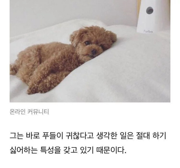 푸들이 탐지견을 못하는 이유