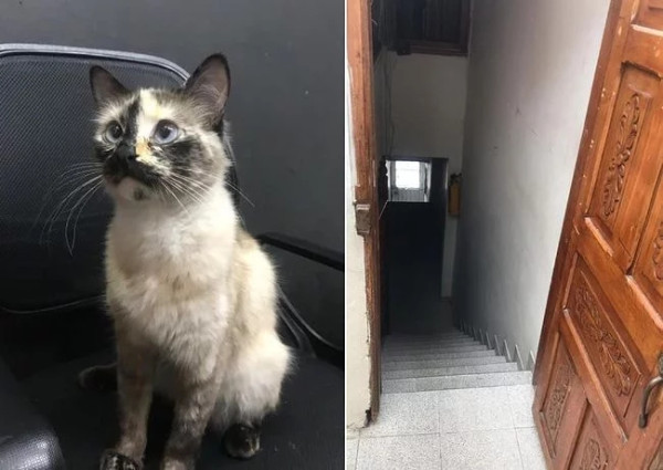 계단에서 떨어질 뻔한 아기를 구한 고양이