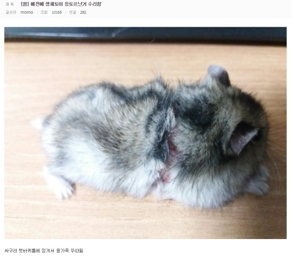다친 햄스터 직접 수술한 디씨인(약혐)